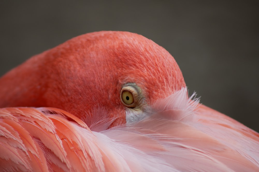 pink bird in close up photography