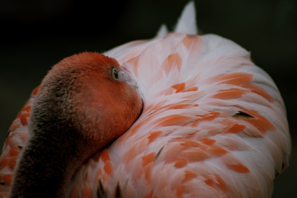uccello fenicottero rosa e bianco