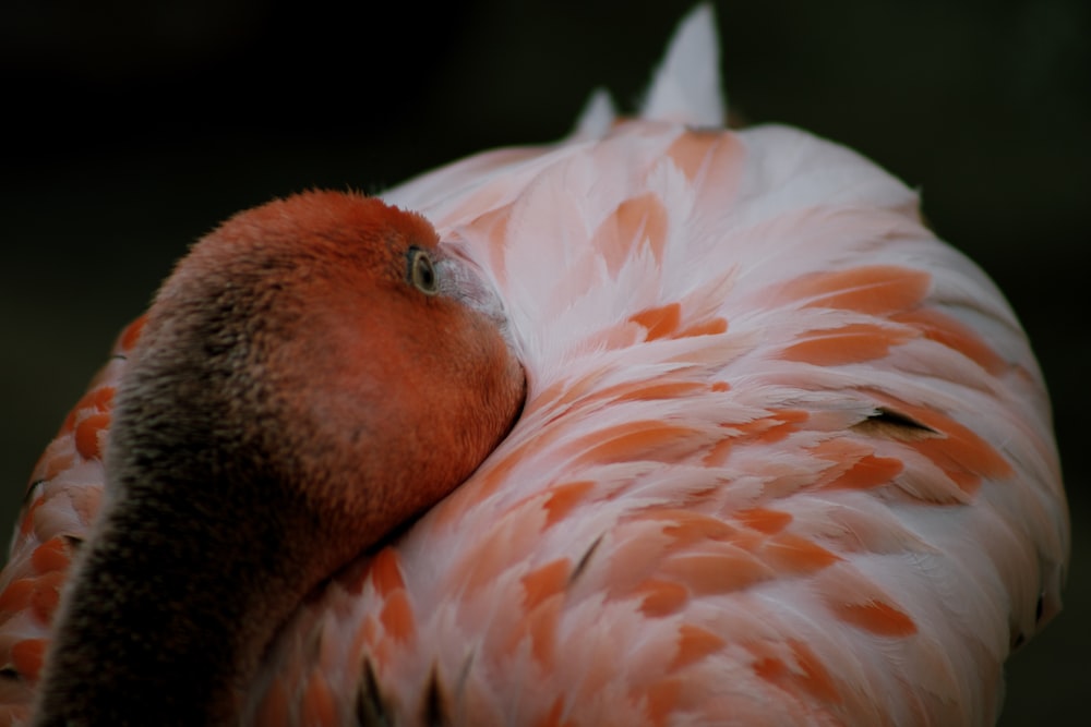 Flamant rose et blanc oiseau