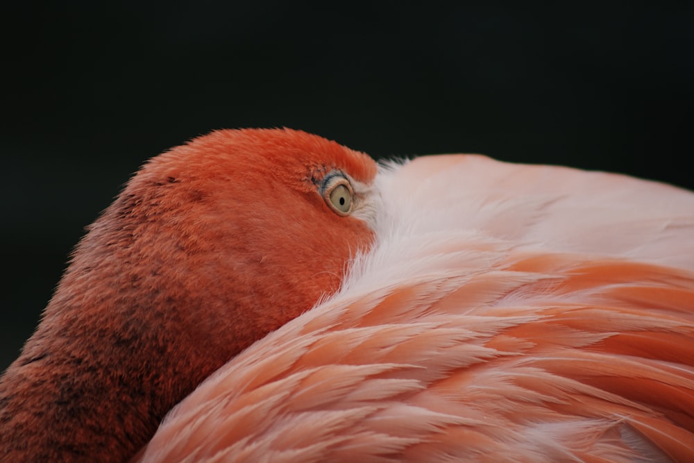 クローズアップ写真のピンクフラミンゴ