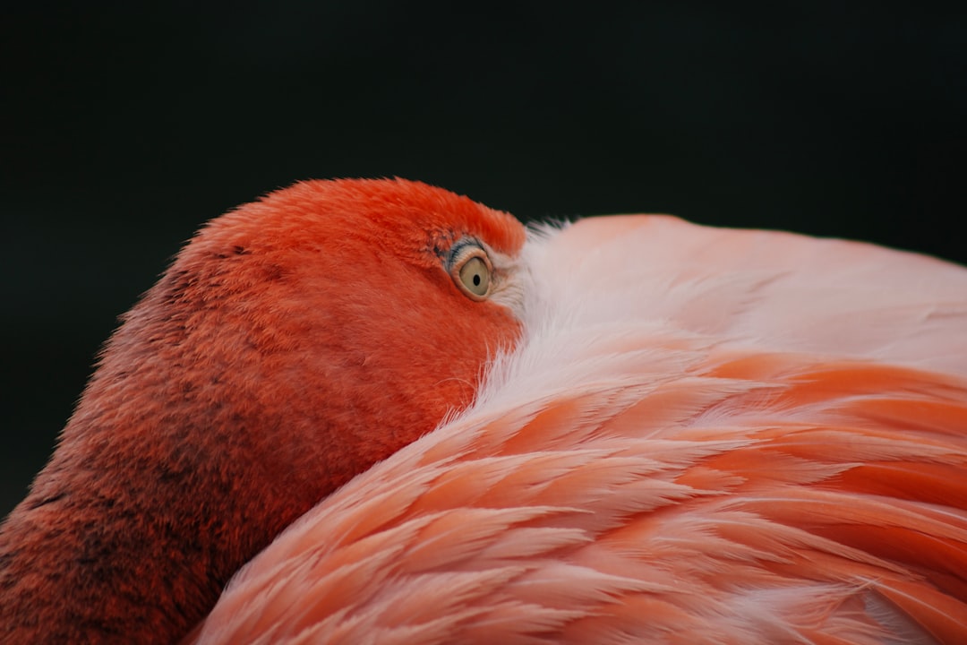 pink flamingo in close up photography