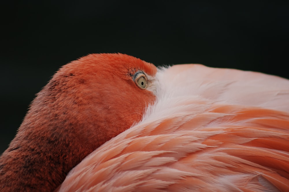 pink flamingo in close up photography