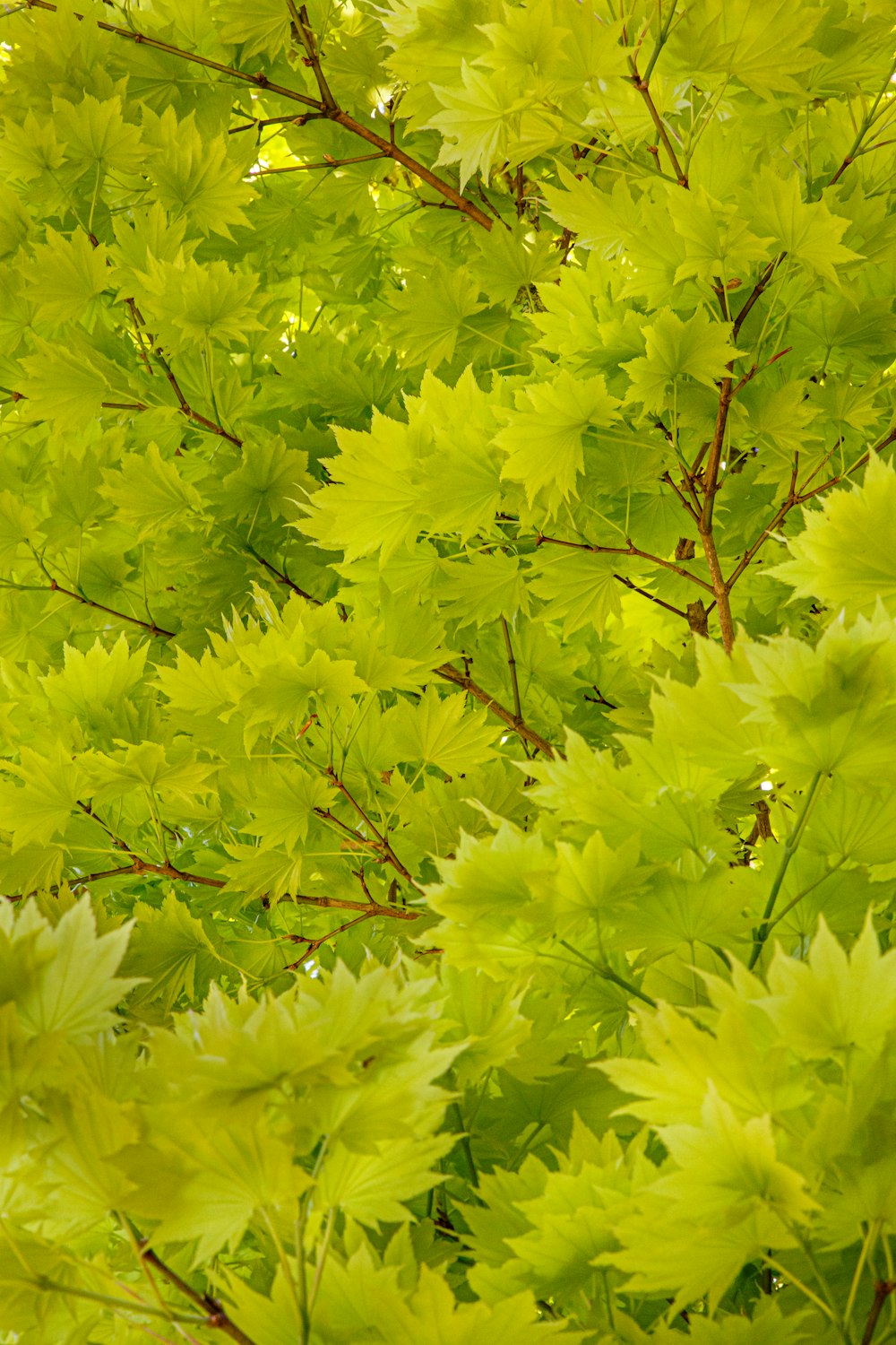 green leaves on brown tree branch