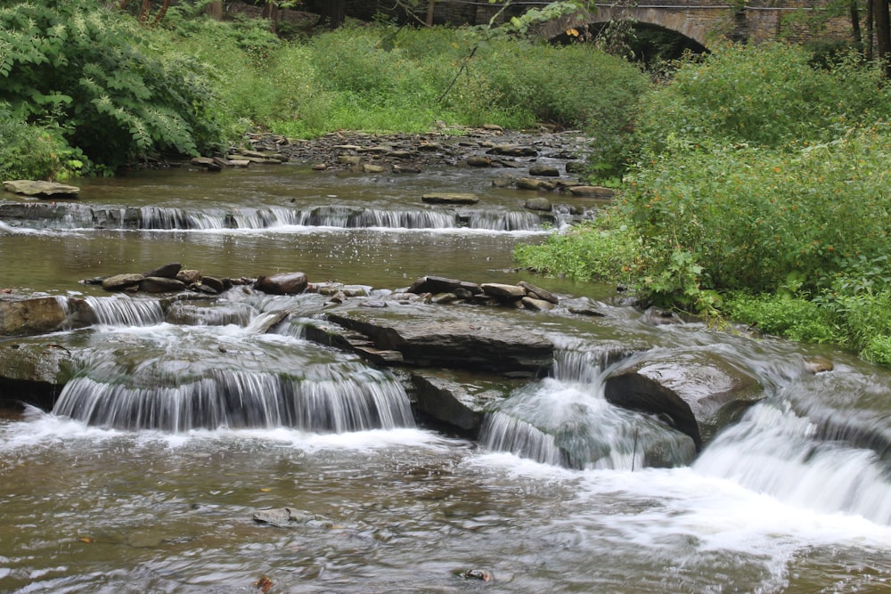 water falls in the middle of green trees