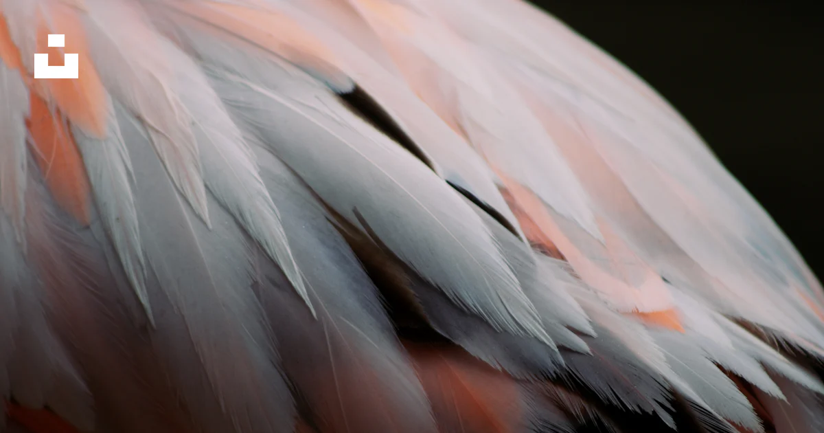 Un primer plano de las plumas de un ave rosa y blanca foto – Imagen de ...