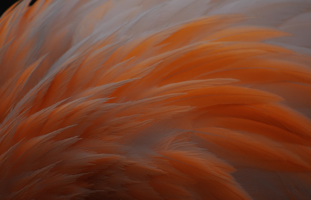 a close up of an orange and white bird