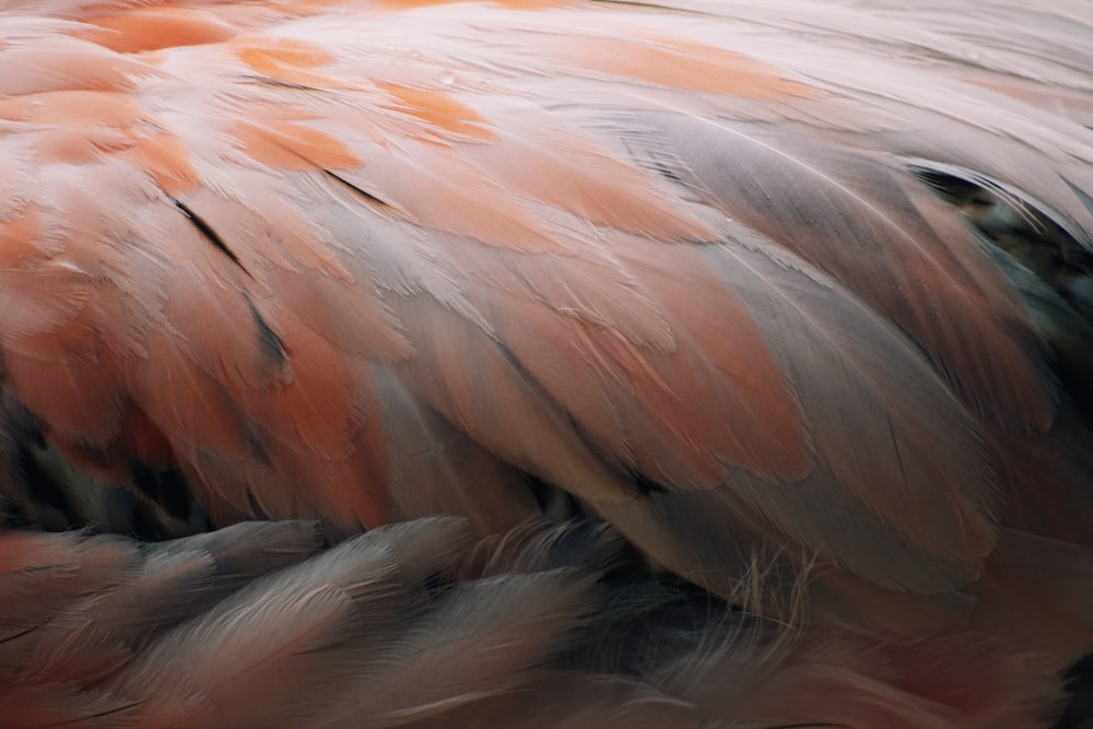 orange and white feather bird