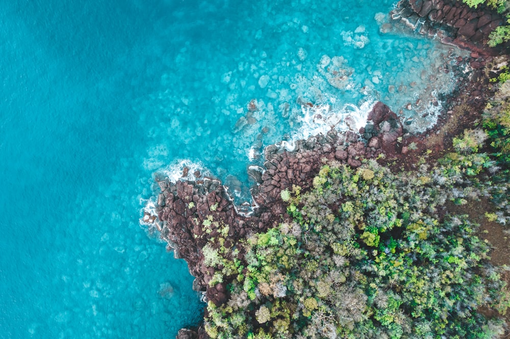 brown coral reef in blue water