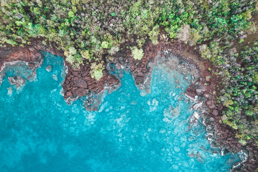 green moss on brown rock