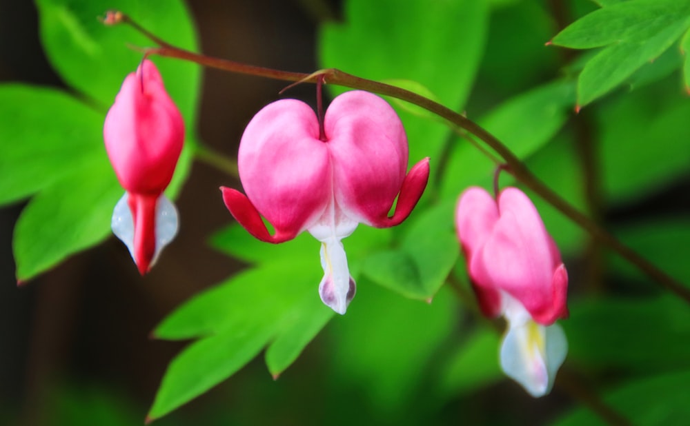 pink and white flower in macro shot