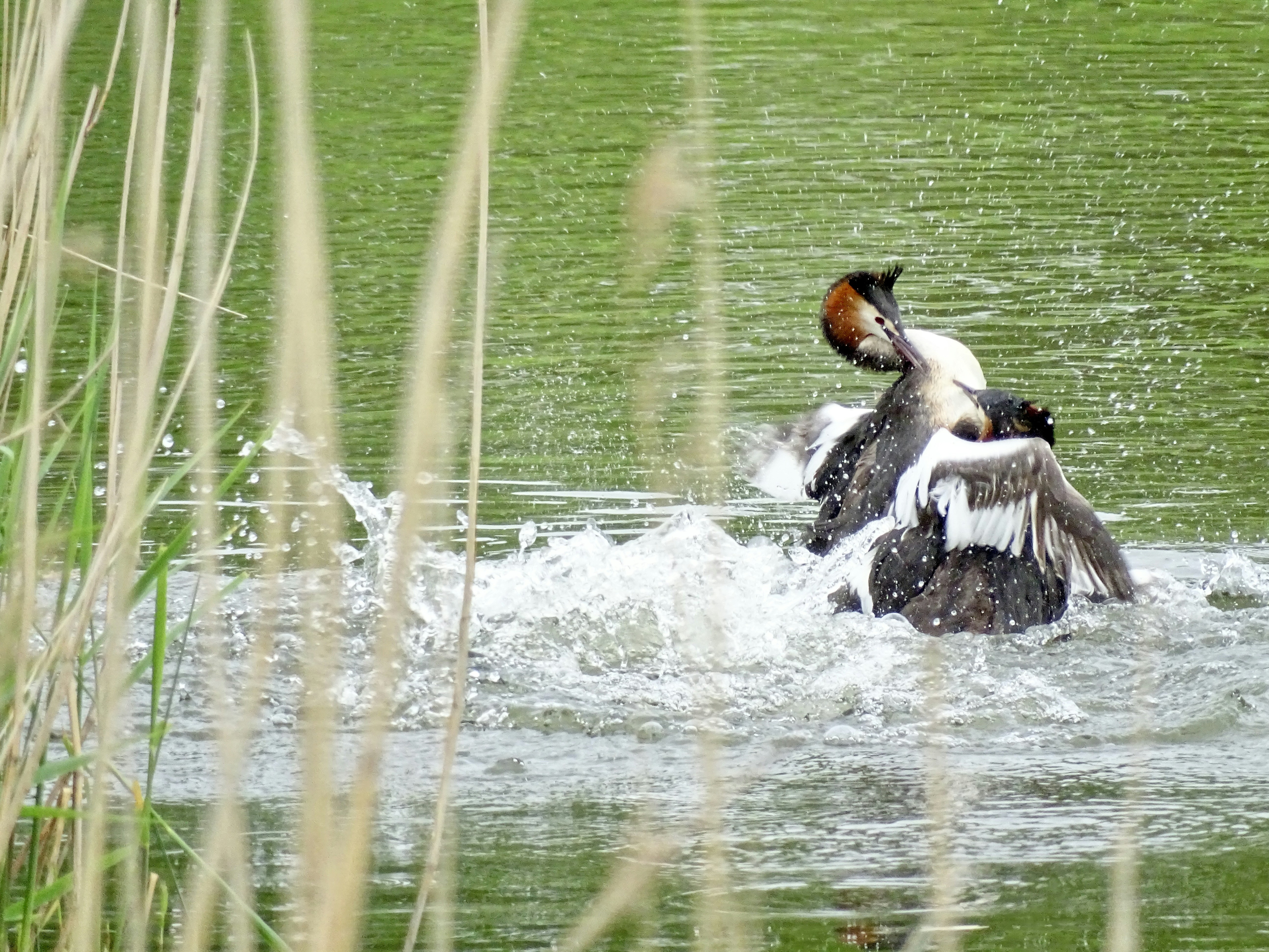 Afbeelding van Oudheusden