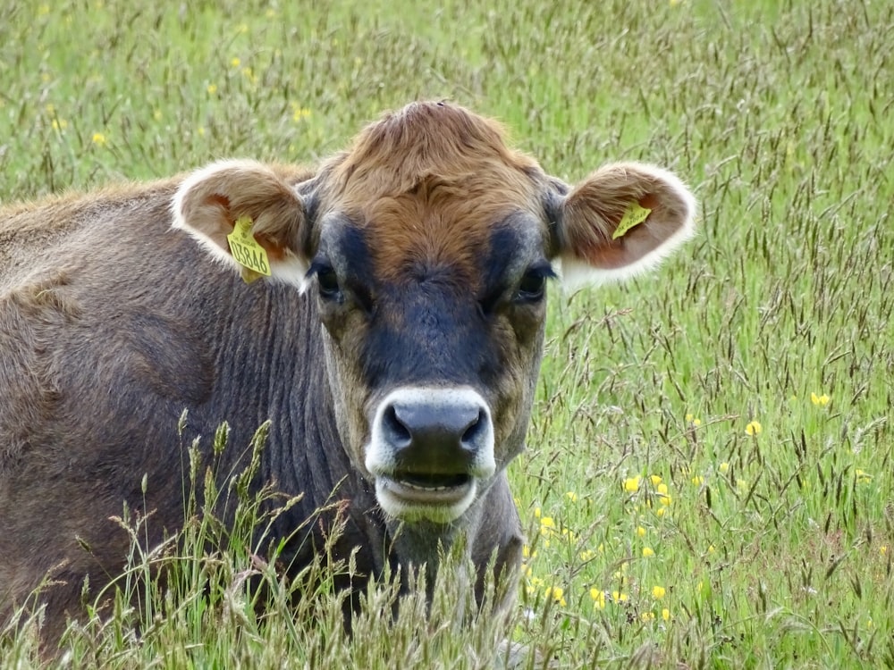 a brown cow standing in a lush green field