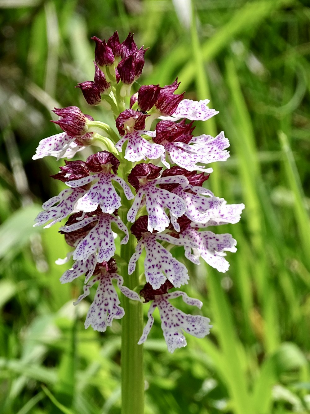 チルトシフトレンズの紫と白の花