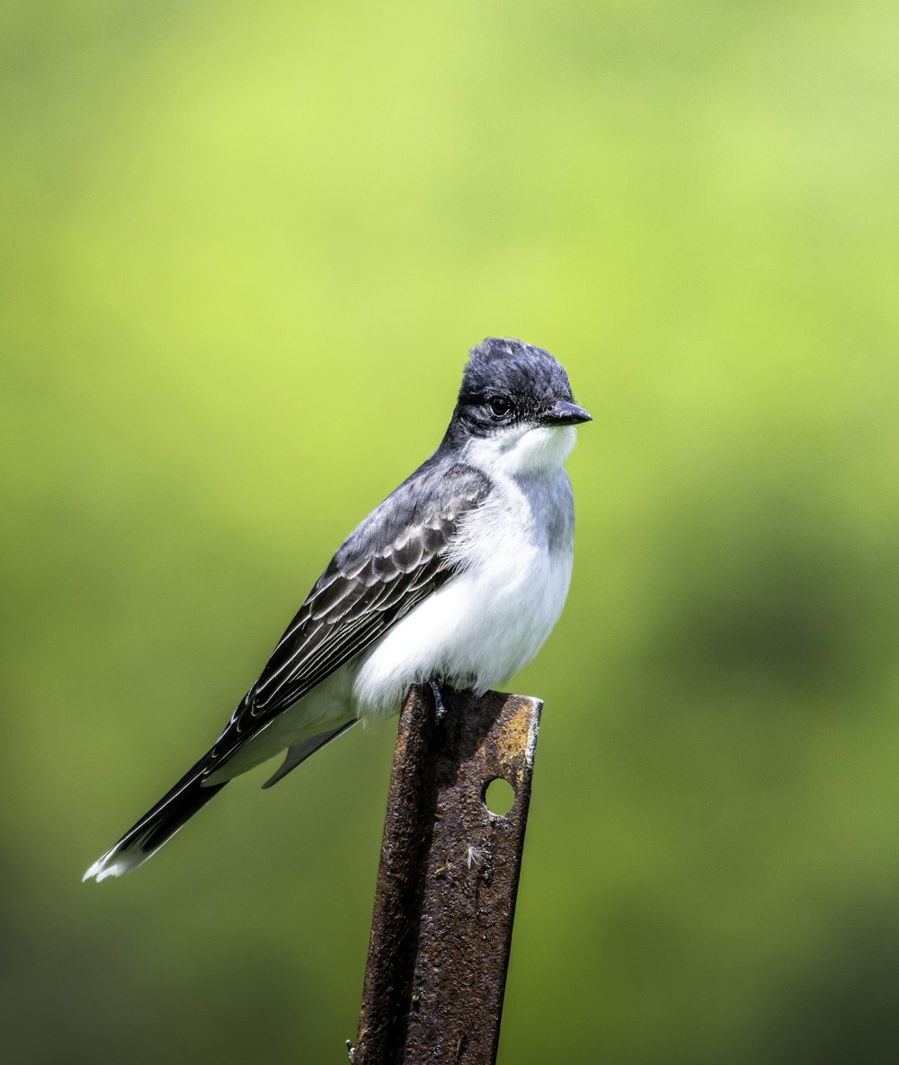 white and black bird on brown wooden post during daytime