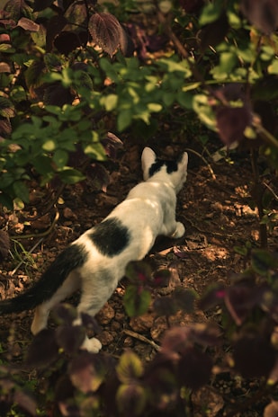 A Russian Blue kitten exploring a garden with vibrant green leaves around.