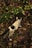 A black and white kitten is walking through a garden with dense foliage. The ground is covered with small stones and dry leaves, with abundant green leaves and purple-tinted plants surrounding the kitten.