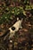 A black and white kitten is walking through a garden with dense foliage. The ground is covered with small stones and dry leaves, with abundant green leaves and purple-tinted plants surrounding the kitten.