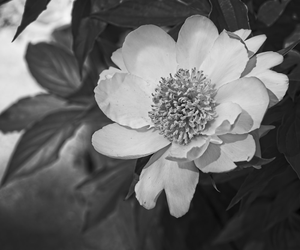 grayscale photo of a flower