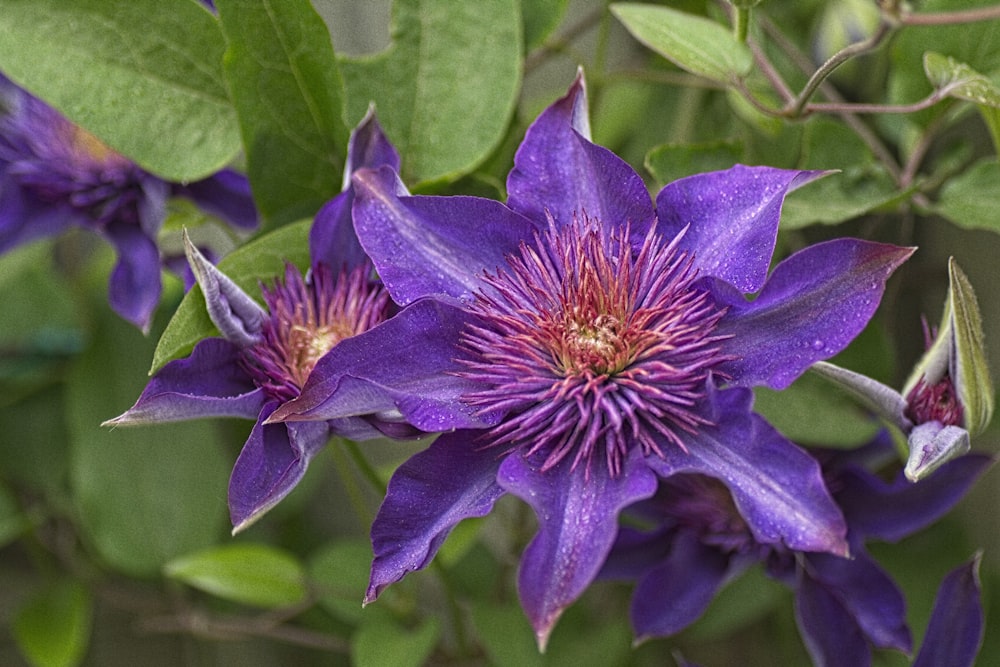 purple flower in macro shot