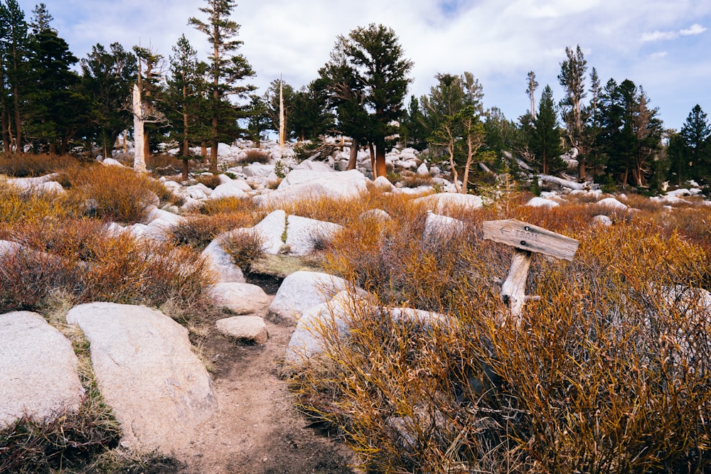 white wooden bench on brown dirt road