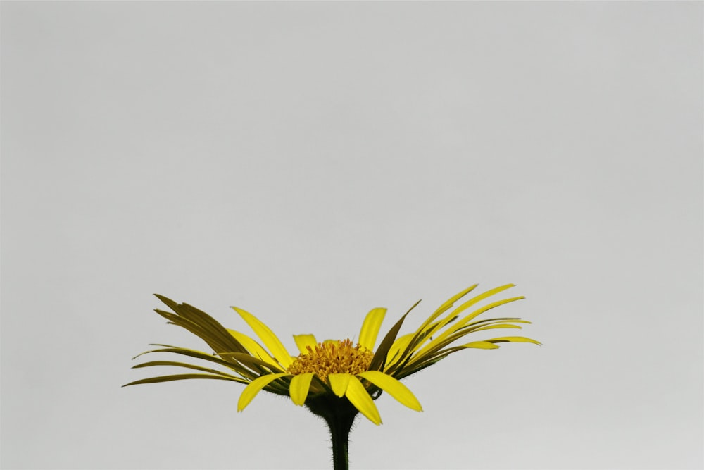 a yellow flower with a gray sky in the background