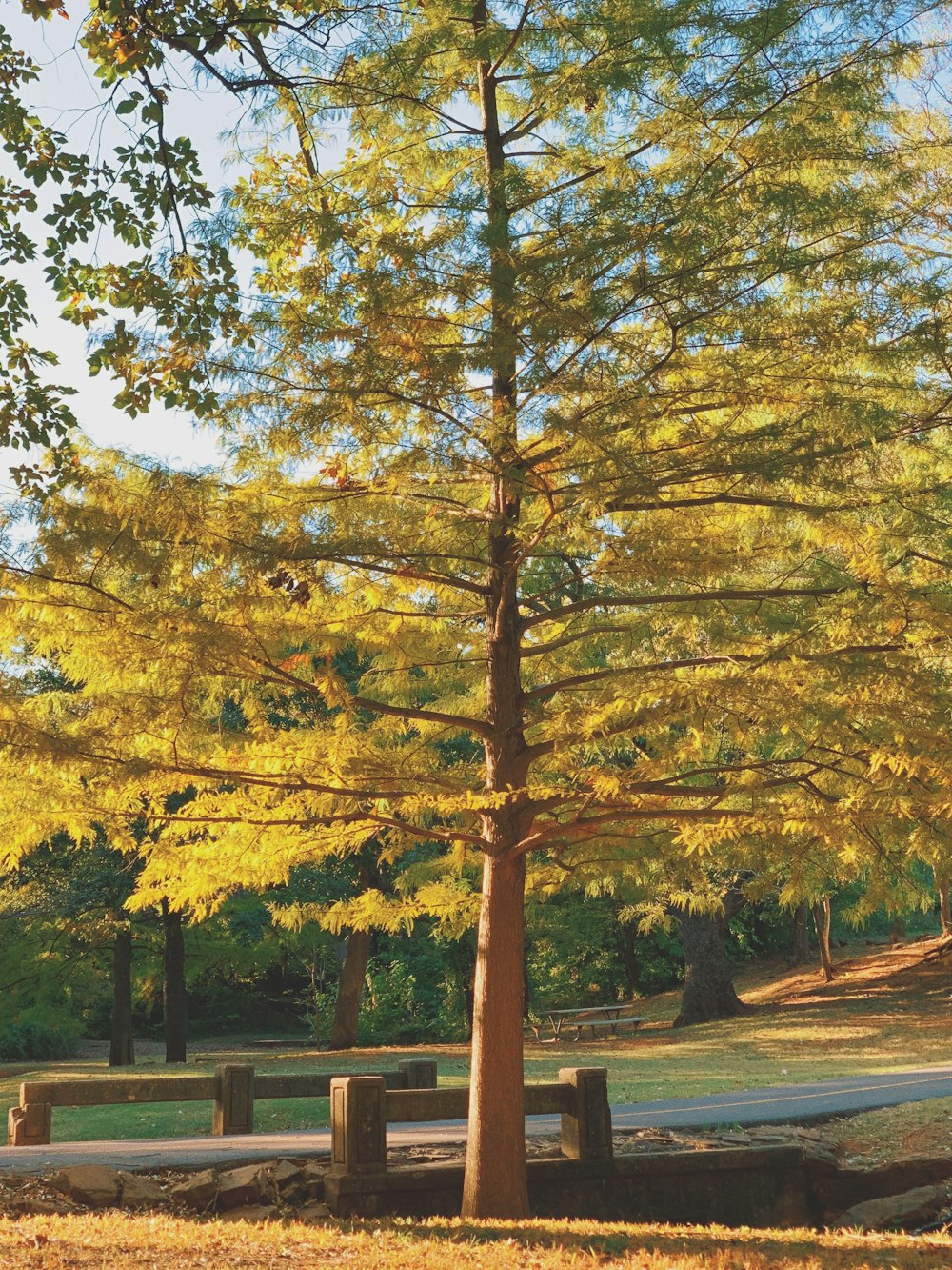 green and yellow trees on park during daytime