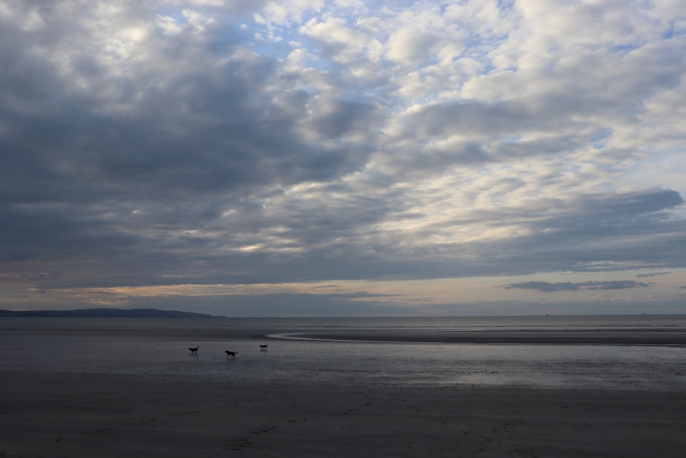 people on beach during sunset