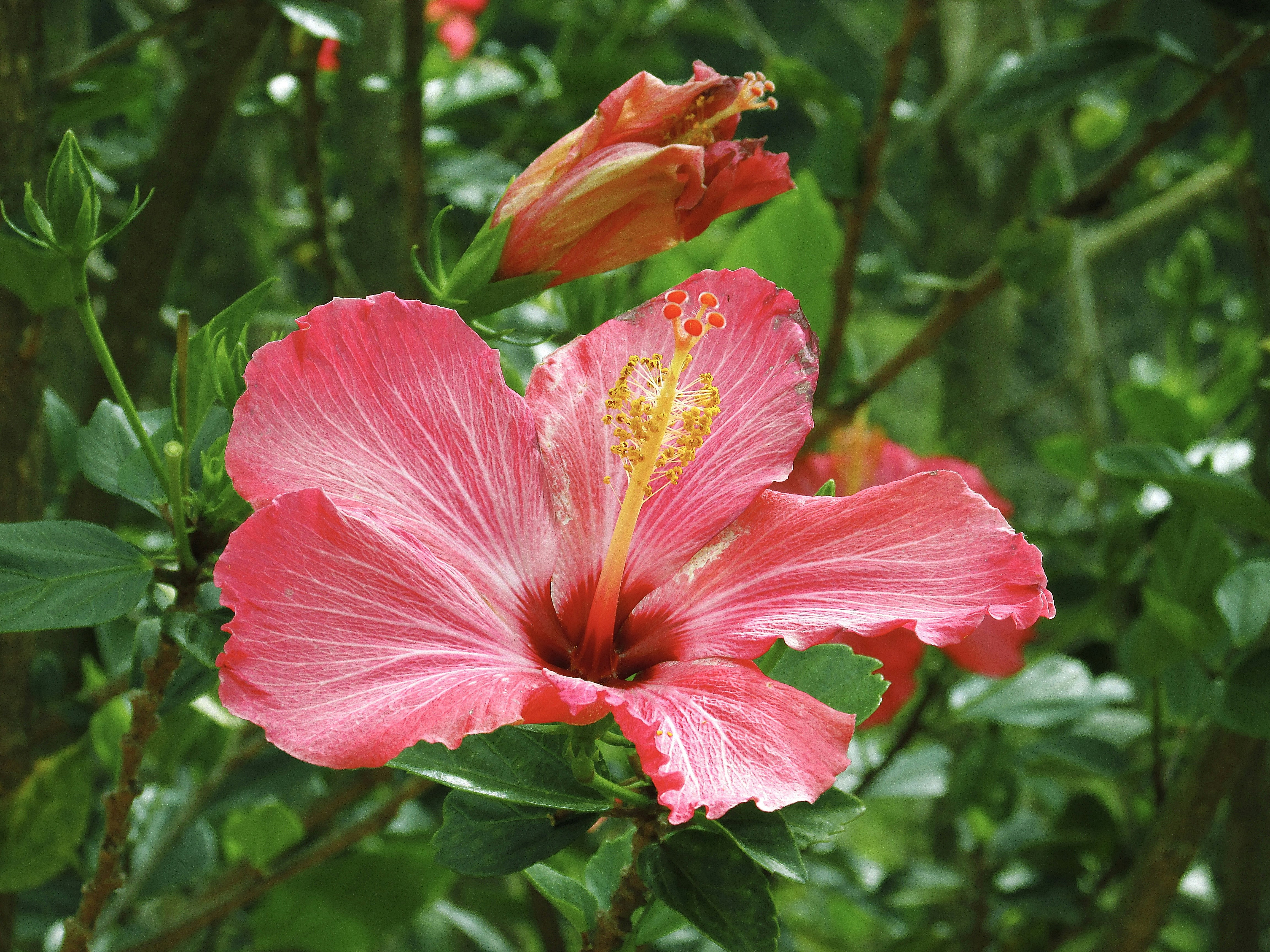 Photo by 7henrique1993