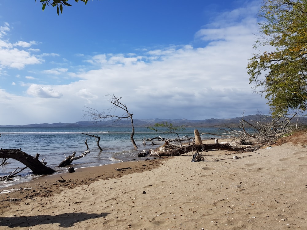 brown wooden log on beach during daytime