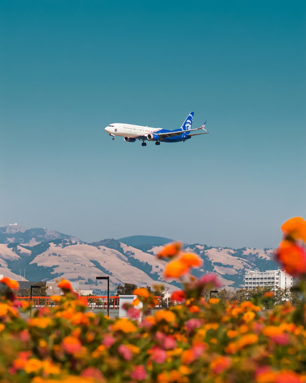 昼間、オレンジ色の花畑の上空を飛ぶ白と青の飛行機