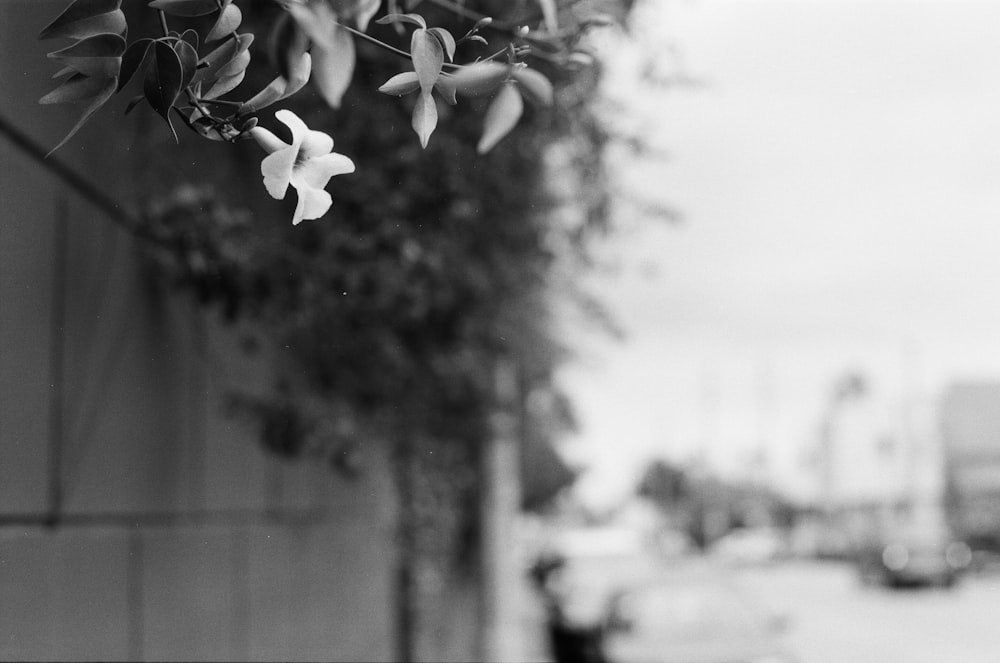 white flowers in tilt shift lens