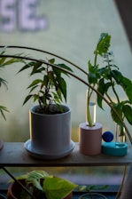 A collection of houseplants sits on a wooden shelf next to a window. One plant is in a white ceramic pot, and there are also two glass tubes containing cuttings or small plants held by pastel-colored holders. The soft lighting from the window creates a calm and serene atmosphere.