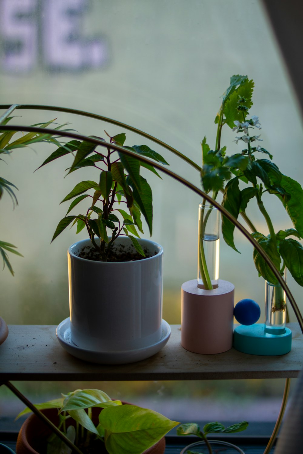 green potted plant on white table