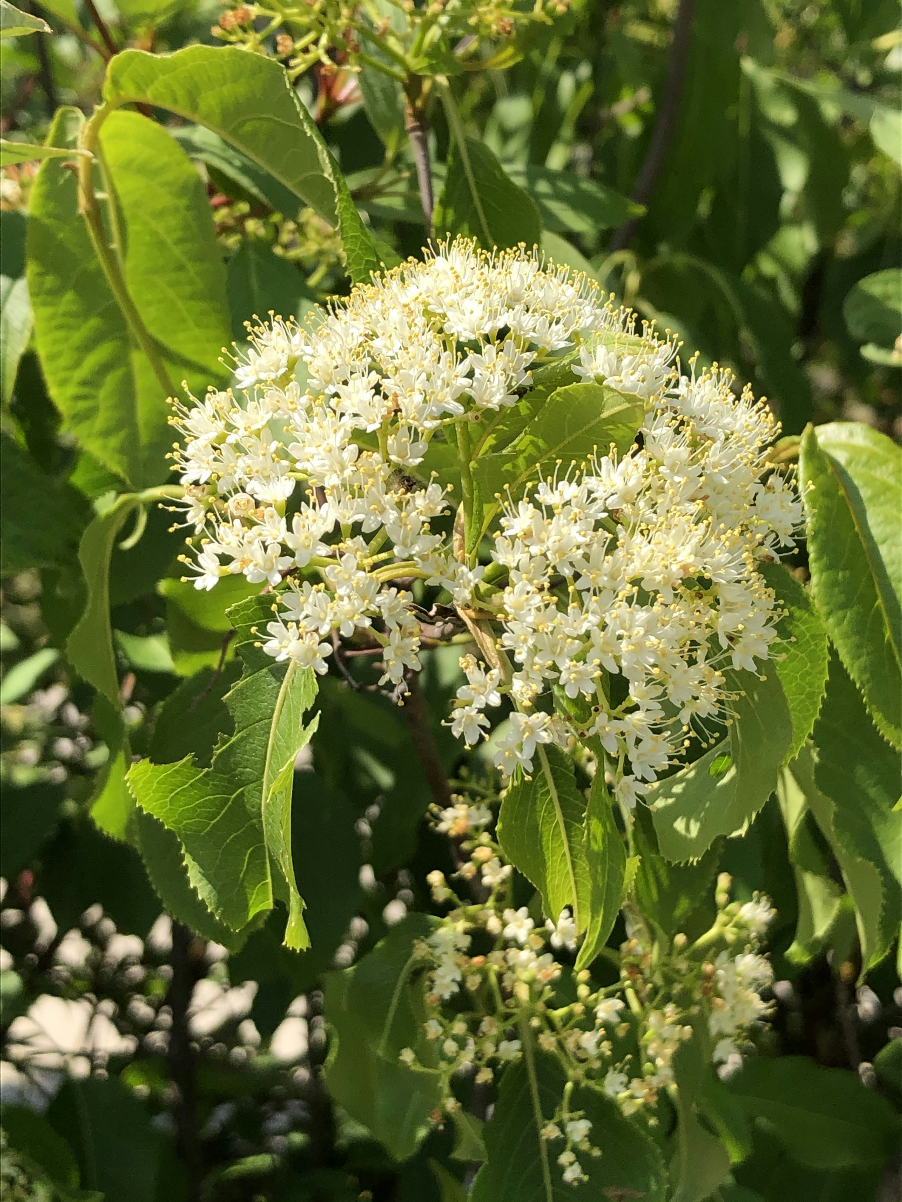 Photo by 7evensisters