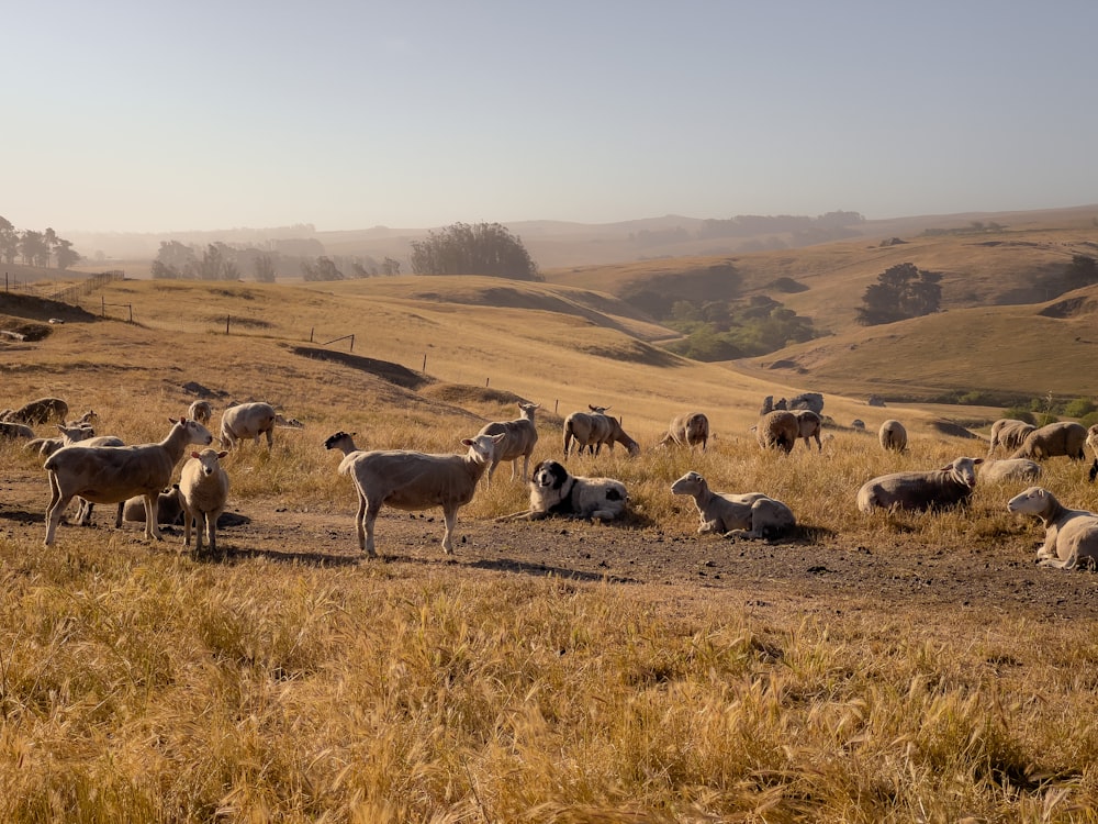 Rebaño de ovejas en campo de hierba marrón durante el día
