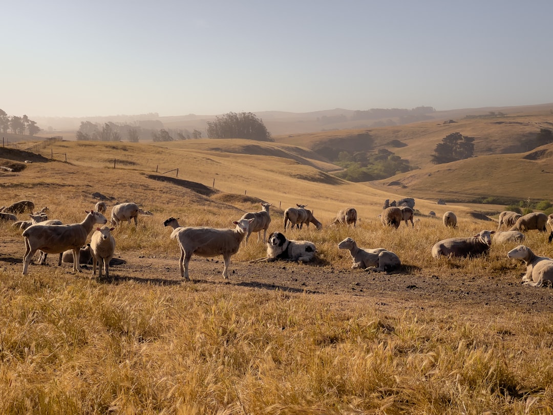 herd of sheep on brown grass field during daytime