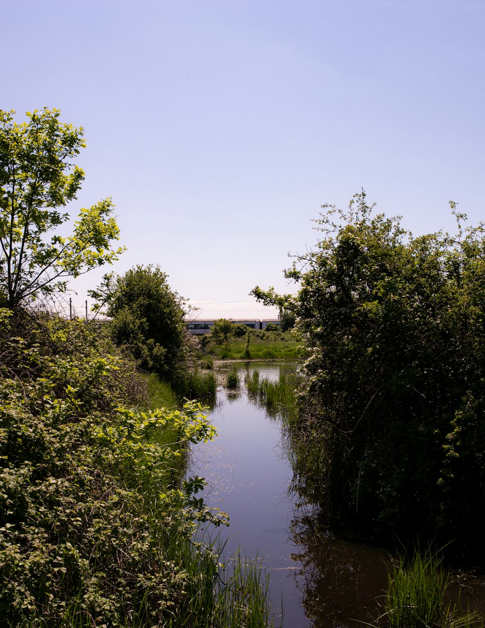 green trees beside river under blue sky during daytime