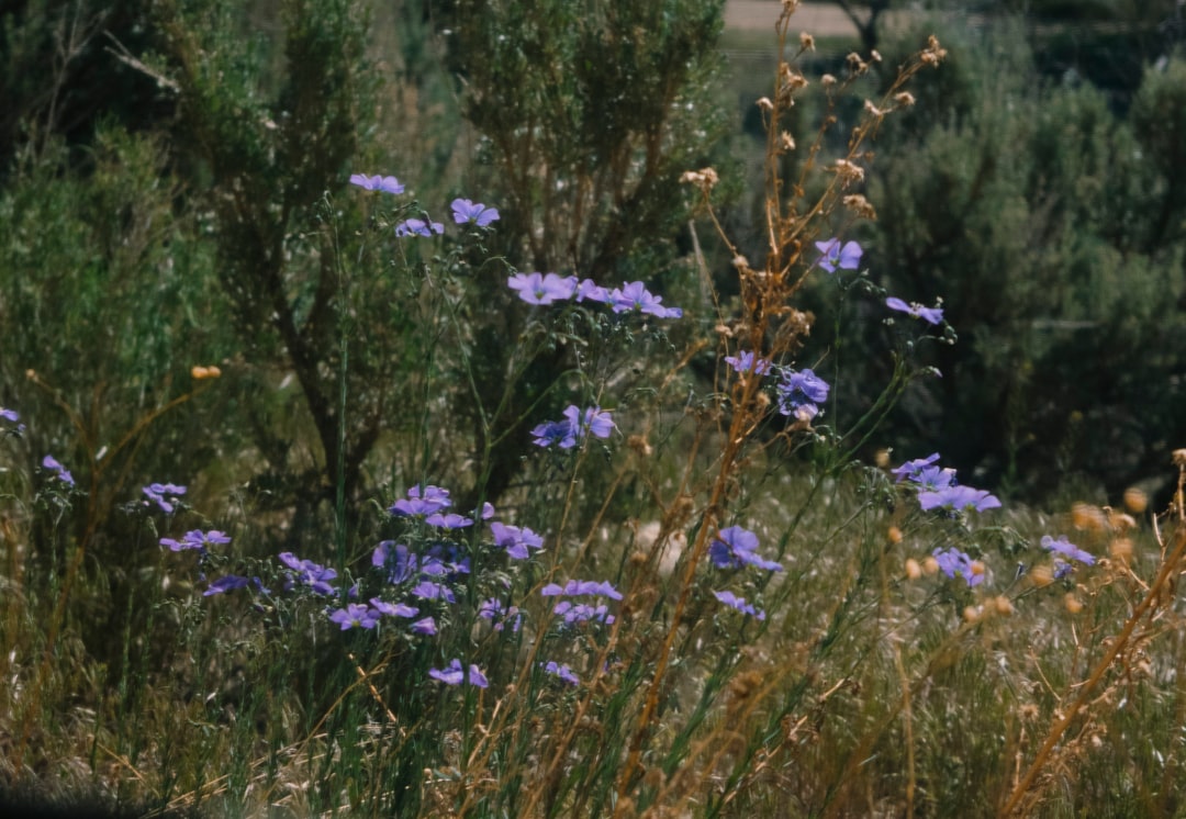 purple flowers on green grass field during daytime