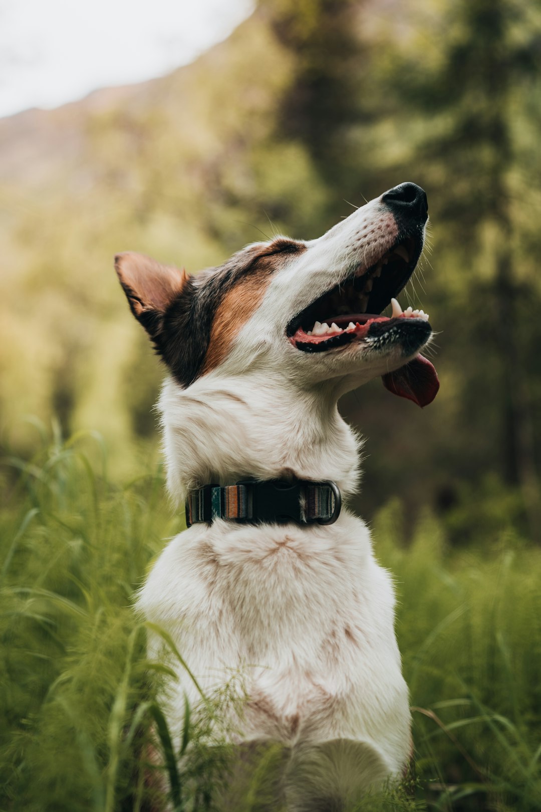 white and brown short coated dog on green grass field during daytime