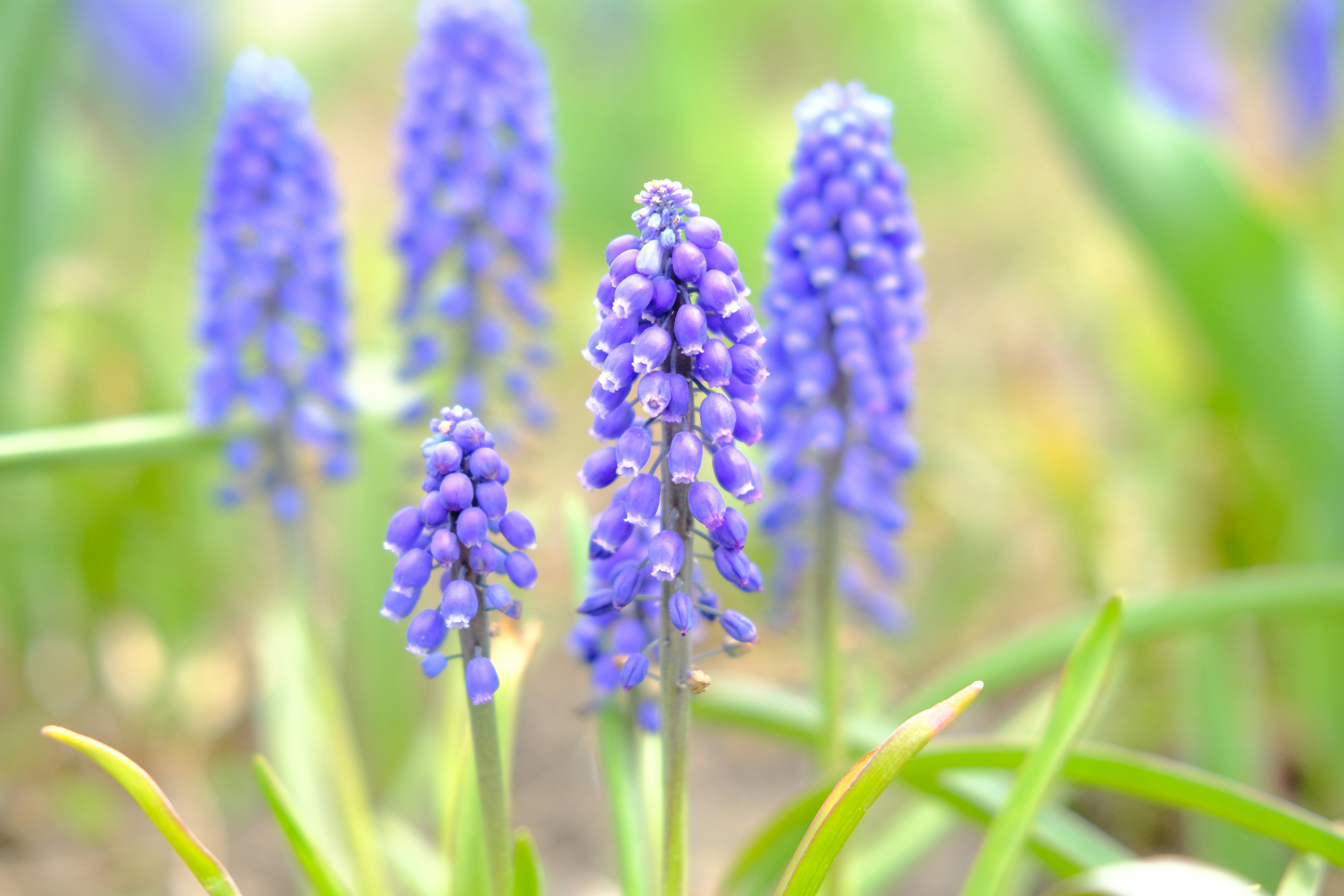 Photo by minkscreations