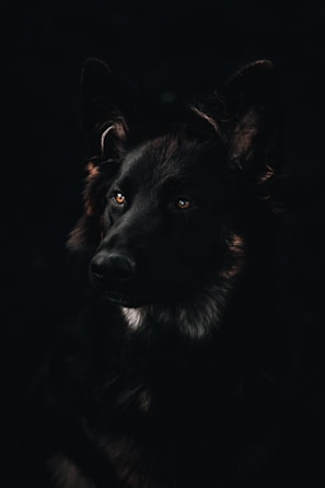 A dark-furred dog with striking eyes is captured in low lighting, giving the image a dramatic feel. The focus highlights the texture of the fur and the deep, soulful expression of the dog.