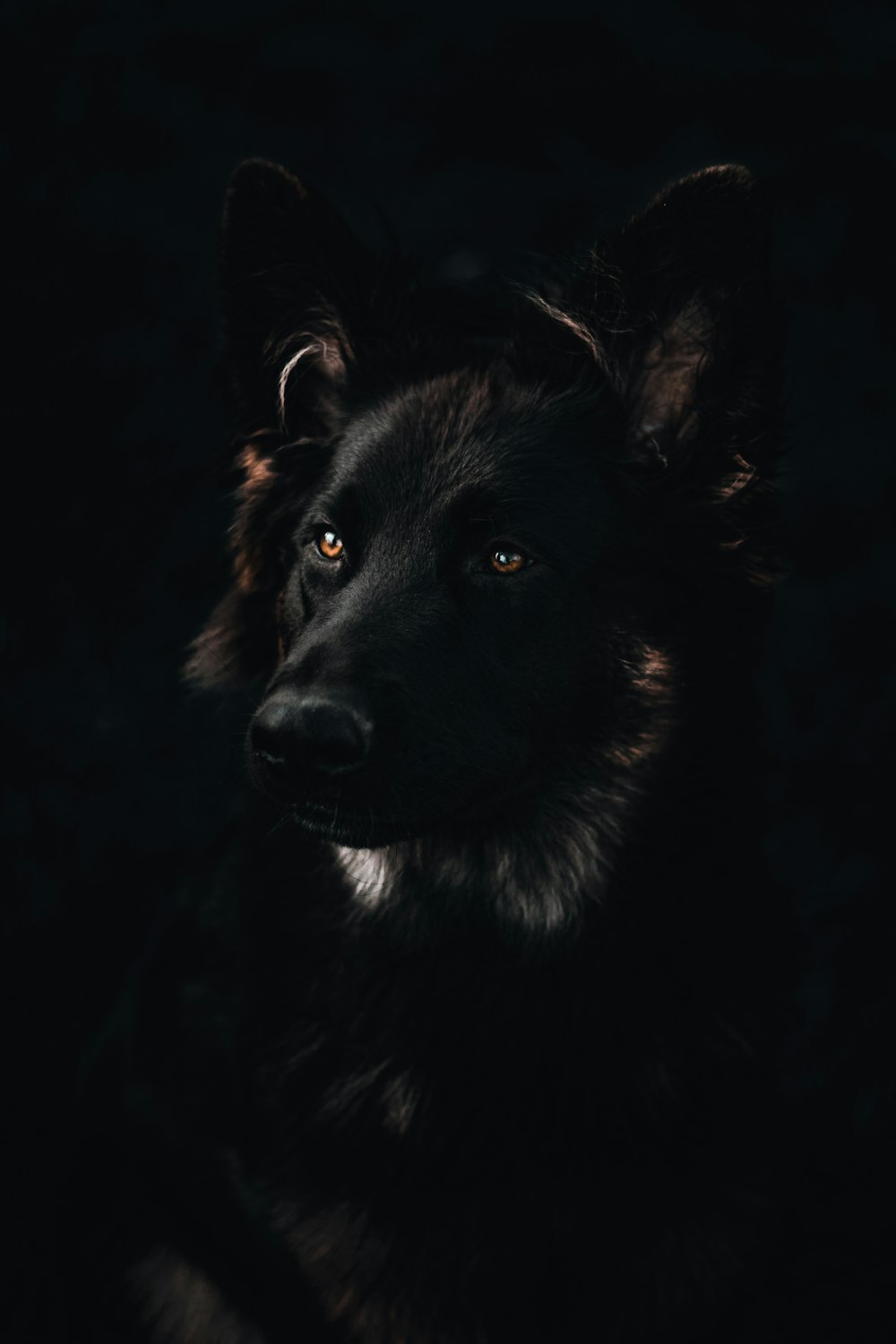 black long coated dog with black background