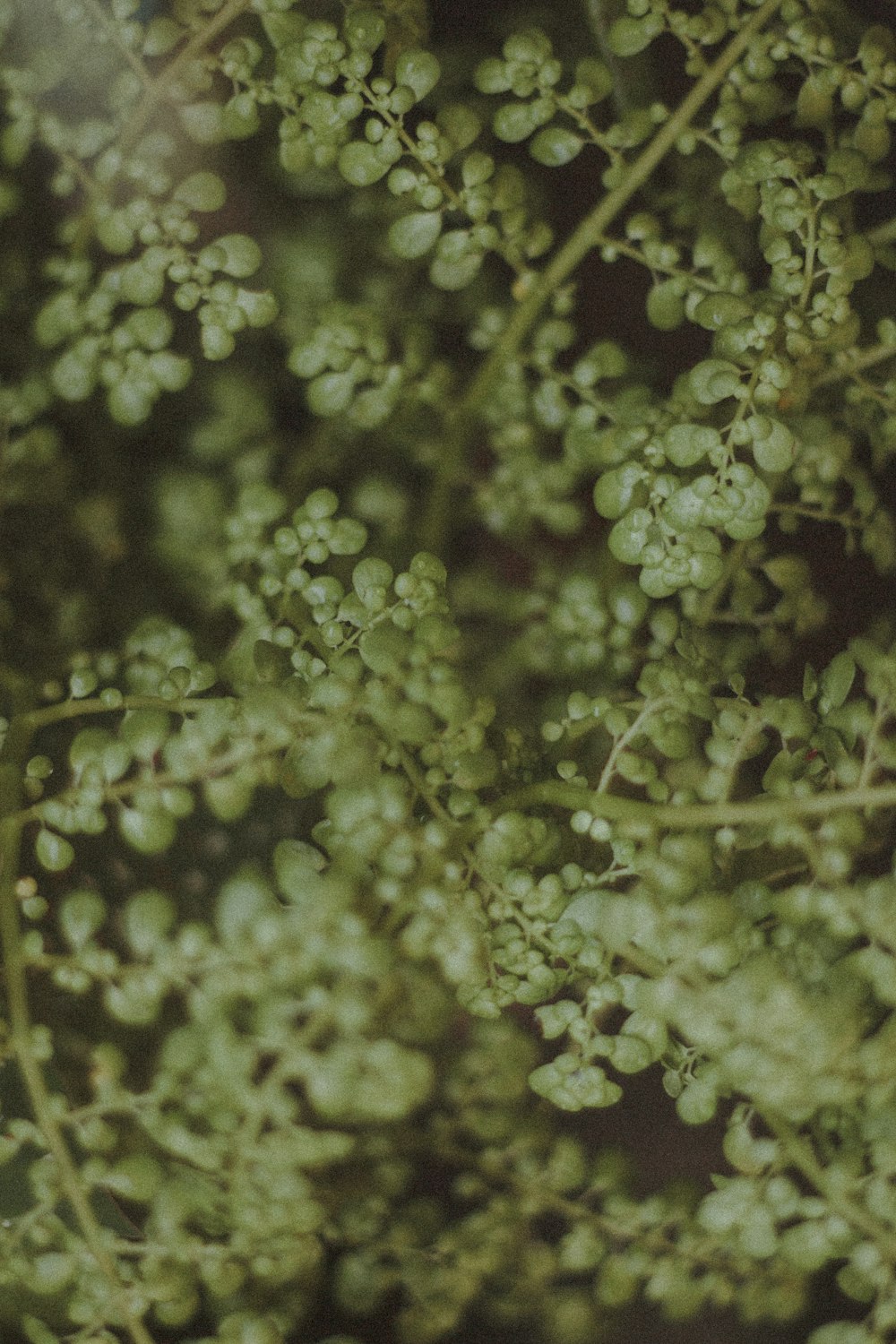 green plant in close up photography