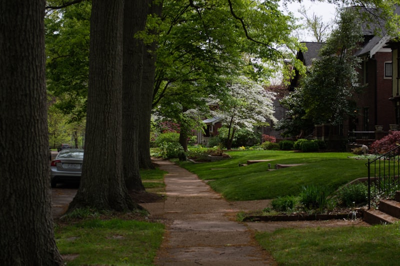 A tree-lined street of historic homes shaded by large sycamores