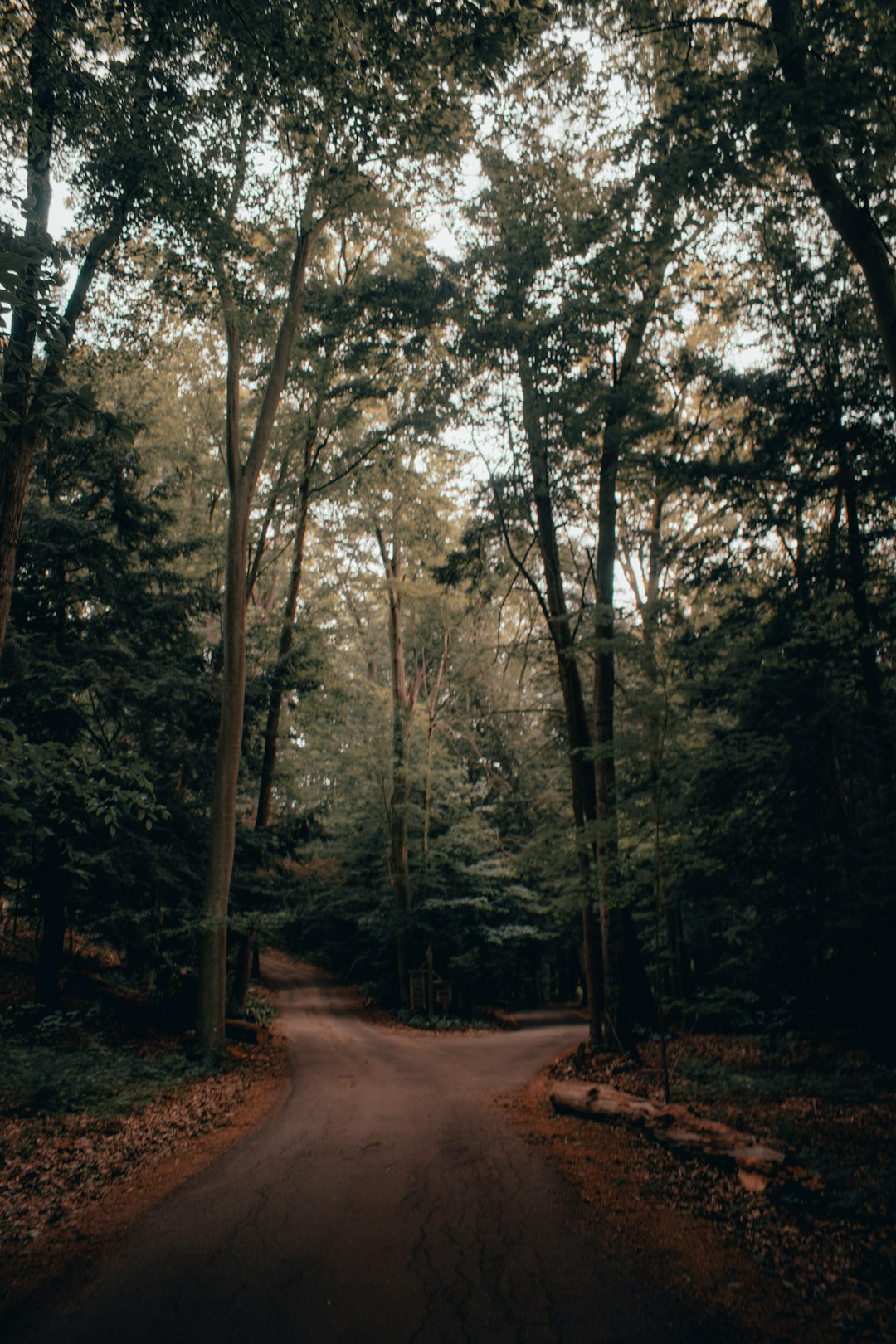 green trees on brown soil