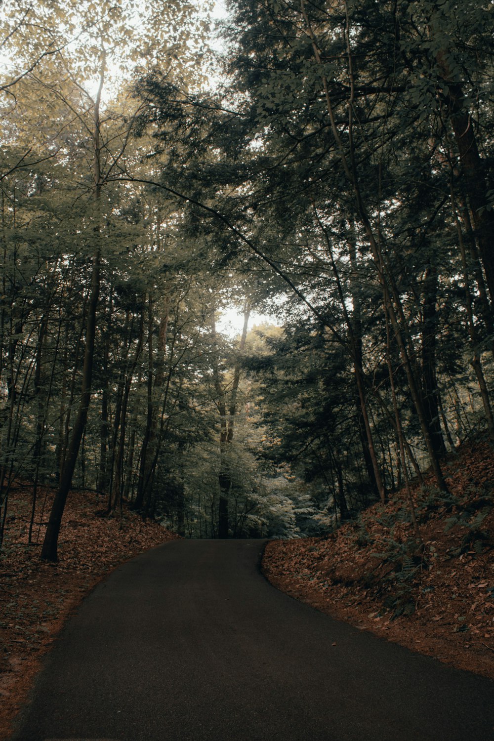 brown pathway between green trees during daytime