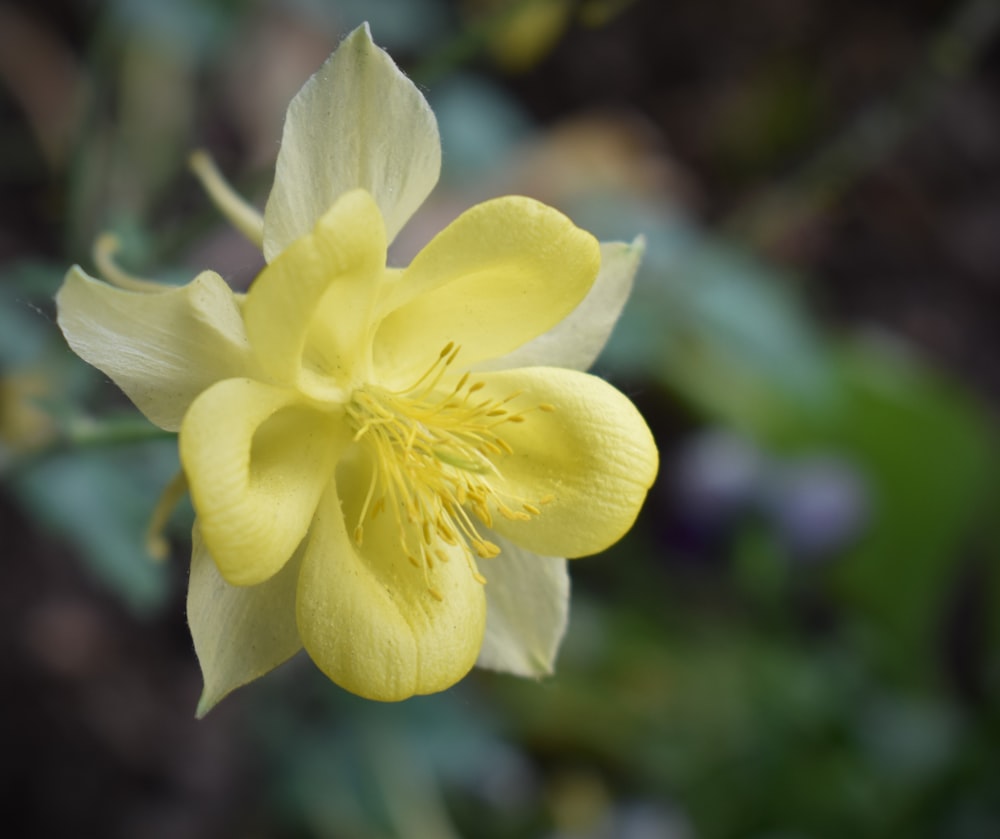 Narcisi gialli in fiore durante il giorno