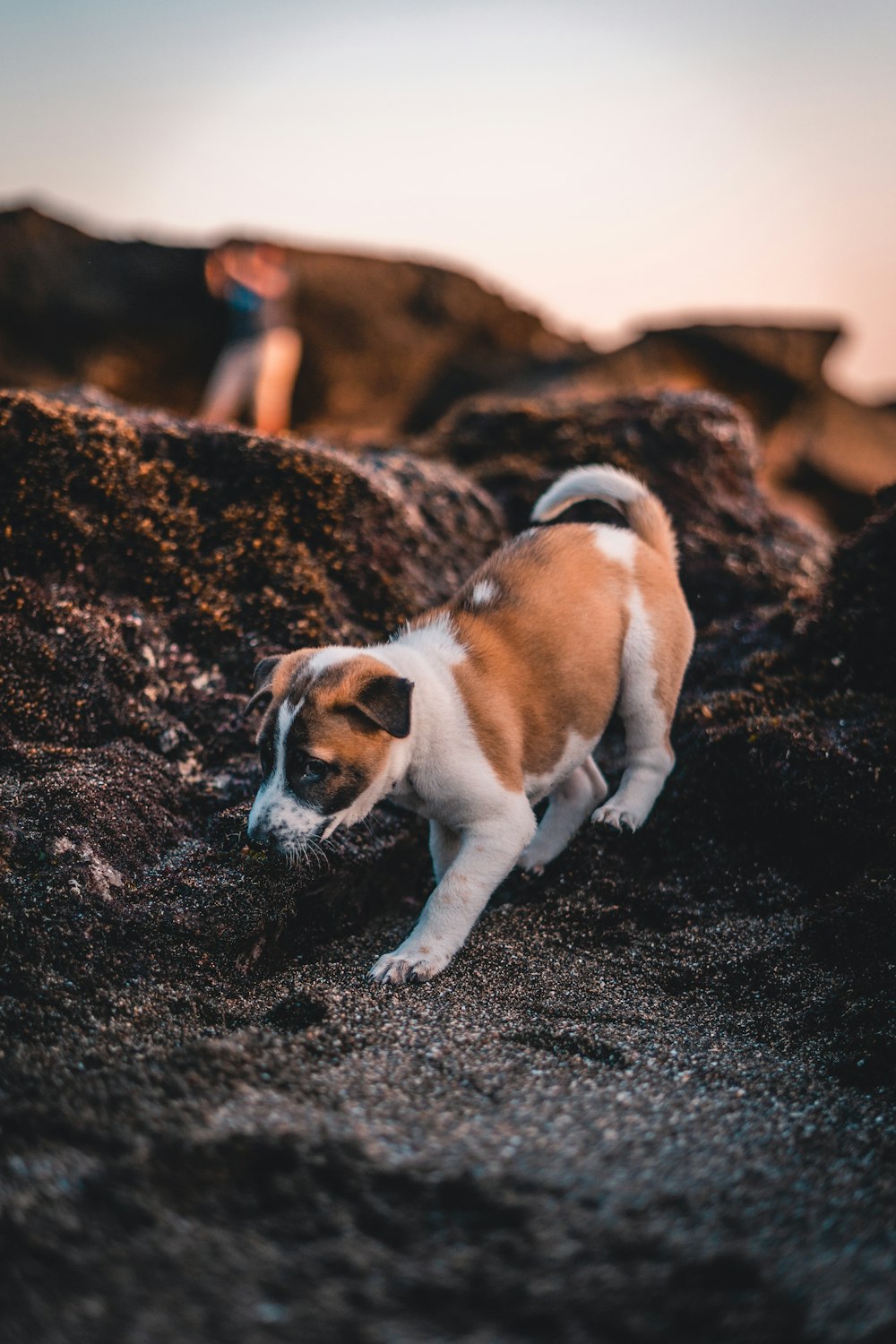 brown and white short coated small dog on black sand during daytime