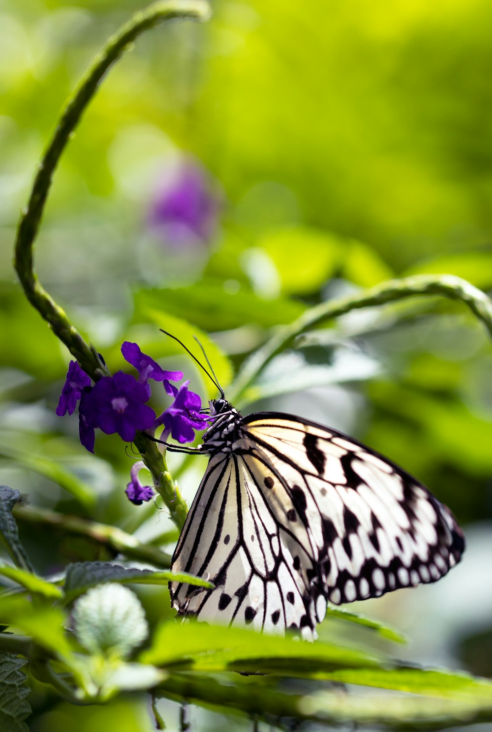 昼間の接写で紫の花にとまる虎アゲハ蝶の写真 Unsplashで見つける蝶の無料写真