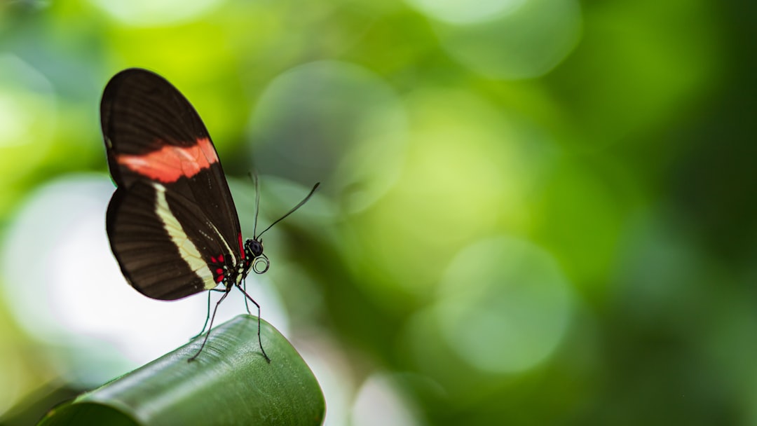 black white and red butterfly perched on green leaf in close up photography during daytime